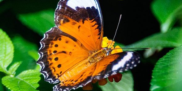 explore_butterfly